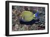 Eyestripe Surgeonfish-Hal Beral-Framed Photographic Print