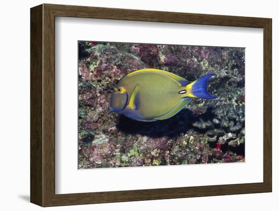 Eyestripe Surgeonfish-Hal Beral-Framed Photographic Print