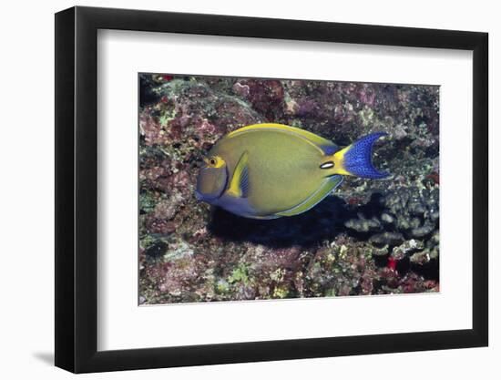 Eyestripe Surgeonfish-Hal Beral-Framed Photographic Print