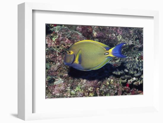 Eyestripe Surgeonfish-Hal Beral-Framed Photographic Print