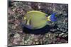 Eyestripe Surgeonfish-Hal Beral-Mounted Photographic Print