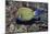 Eyestripe Surgeonfish-Hal Beral-Mounted Photographic Print