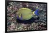 Eyestripe Surgeonfish-Hal Beral-Framed Photographic Print