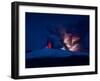 Eyjafjallajokull Volcano, Iceland-null-Framed Premium Photographic Print