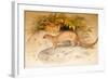 Eyra, 1851-Joseph Wolf-Framed Giclee Print