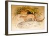 Eyra, 1851-Joseph Wolf-Framed Giclee Print