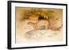 Eyra, 1851-Joseph Wolf-Framed Giclee Print