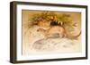 Eyra, 1851-Joseph Wolf-Framed Giclee Print