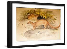 Eyra, 1851-Joseph Wolf-Framed Giclee Print