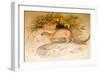 Eyra, 1851-Joseph Wolf-Framed Giclee Print