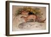 Eyra (Felis Eyra), 1851-Joseph Wolf-Framed Giclee Print