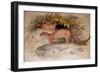 Eyra (Felis Eyra), 1851-Joseph Wolf-Framed Giclee Print