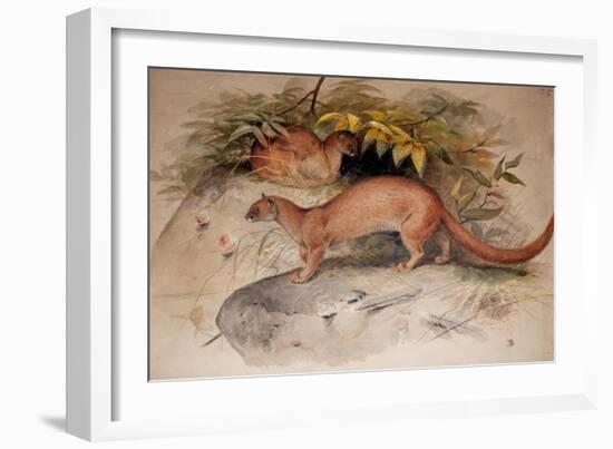 Eyra (Felis Eyra), 1851-Joseph Wolf-Framed Giclee Print