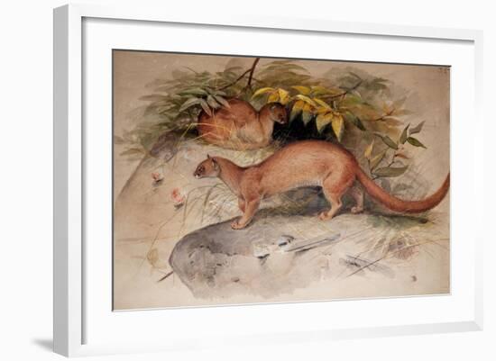 Eyra (Felis Eyra), 1851-Joseph Wolf-Framed Giclee Print