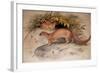 Eyra (Felis Eyra), 1851-Joseph Wolf-Framed Giclee Print