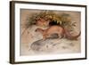 Eyra (Felis Eyra), 1851-Joseph Wolf-Framed Giclee Print