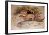 Eyra (Felis Eyra), 1851-Joseph Wolf-Framed Giclee Print