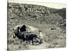 Ezra Meeker with Wagon-Asahel Curtis-Stretched Canvas