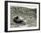 Ezra Meeker with Wagon-Asahel Curtis-Framed Giclee Print