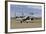 F-15D Baz from the Israeli Air Force-Stocktrek Images-Framed Photographic Print