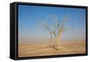 Framed Canvas