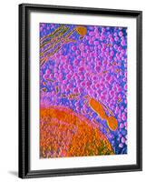 F-col TEM of Cell In Anterior Human Pituitary-null-Framed Photographic Print