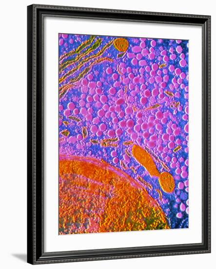 F-col TEM of Cell In Anterior Human Pituitary-null-Framed Photographic Print