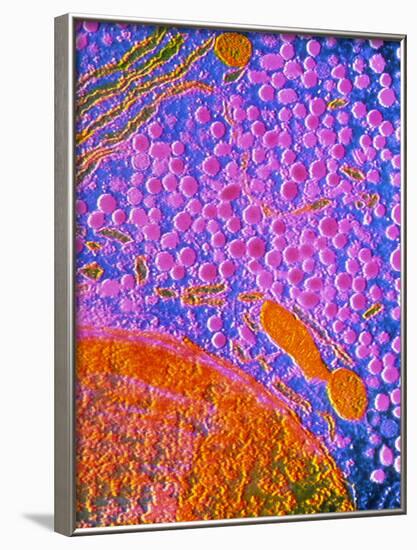 F-col TEM of Cell In Anterior Human Pituitary-null-Framed Photographic Print