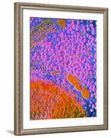 F-col TEM of Cell In Anterior Human Pituitary-null-Framed Photographic Print