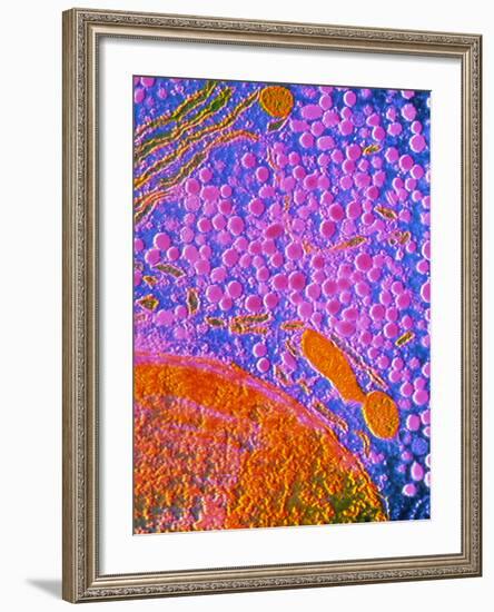 F-col TEM of Cell In Anterior Human Pituitary-null-Framed Photographic Print