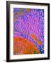 F-col TEM of Cell In Anterior Human Pituitary-null-Framed Photographic Print