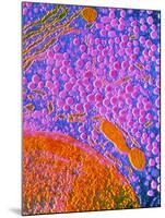 F-col TEM of Cell In Anterior Human Pituitary-null-Mounted Photographic Print