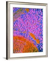 F-col TEM of Cell In Anterior Human Pituitary-null-Framed Photographic Print