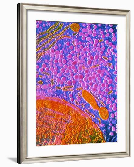 F-col TEM of Cell In Anterior Human Pituitary-null-Framed Photographic Print