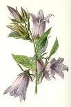 Alliaria Officinalis-F Edward Hulme-Art Print
