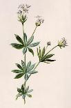 Trifolium Pratense-F Edward Hulme-Art Print