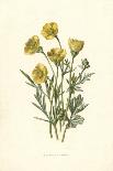 Marsh Marigold Depicted with Bellis Perennis, Common Daisy-F. Edward Hulme-Art Print