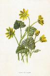 Marsh Marigold Depicted with Bellis Perennis, Common Daisy-F. Edward Hulme-Art Print