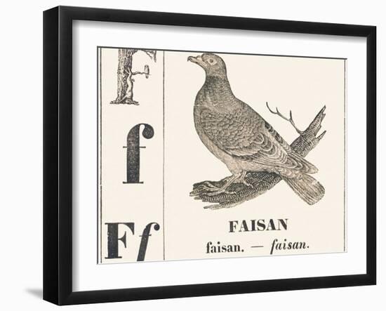 F for Pheasant, 1850 (Engraving)-Louis Simon (1810-1870) Lassalle-Framed Giclee Print