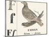 F for Pheasant, 1850 (Engraving)-Louis Simon (1810-1870) Lassalle-Mounted Giclee Print