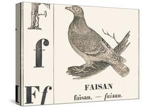 F for Pheasant, 1850 (Engraving)-Louis Simon (1810-1870) Lassalle-Stretched Canvas