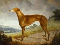 A Tan Greyhound Bitch in an Extensive River Landscape-F. H. Roscoe-Framed Giclee Print