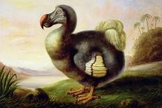 Study of a Dodo-F Hart-Giclee Print