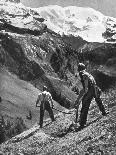 Peasant Farmers Haymaking at the Glacier Foot, Switzerland, 1936-F Hutzli-Mounted Giclee Print