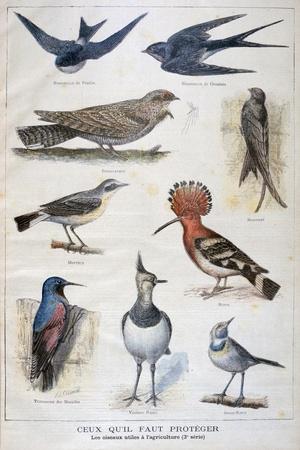 Birds That are Protected, and Helpful in Agriculture, 1897