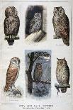Birds That are Protected, and Helpful in Agriculture, 1897-F Meaulle-Giclee Print