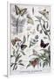 Gramercy White