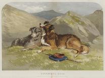 Shepherd's Dogs-F. Tayler-Stretched Canvas