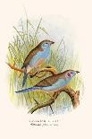 Safron Finch or Brazilian Bunting or Brazilian Canary-F.w. Frohawk-Art Print