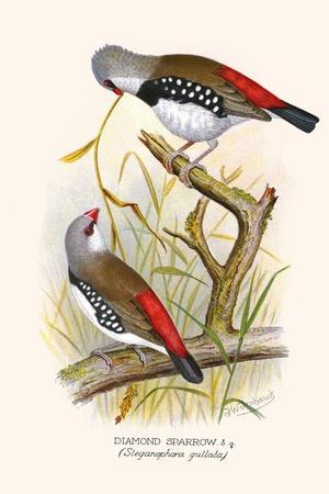 Diamond Sparrow or White Headed Finch